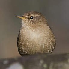 Eurasian Wren