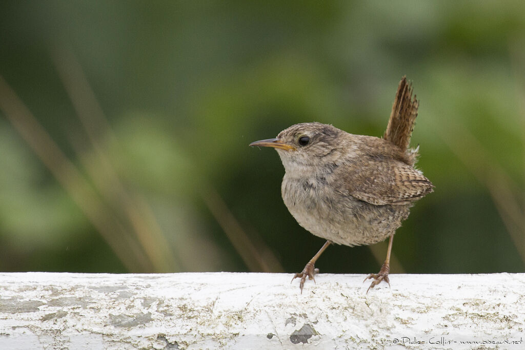 Eurasian Wrenadult, identification