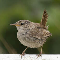 Eurasian Wren