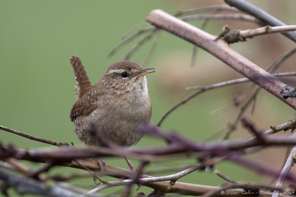 Eurasian Wrenadult