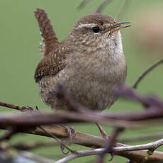 Eurasian Wren