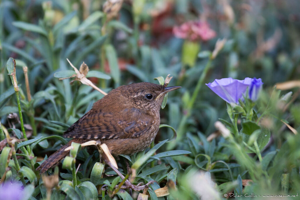 Eurasian Wren