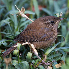 Eurasian Wren