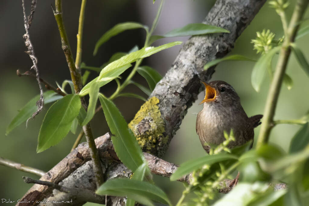 Eurasian Wrenadult, song