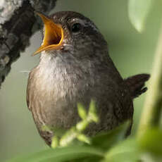 Eurasian Wren