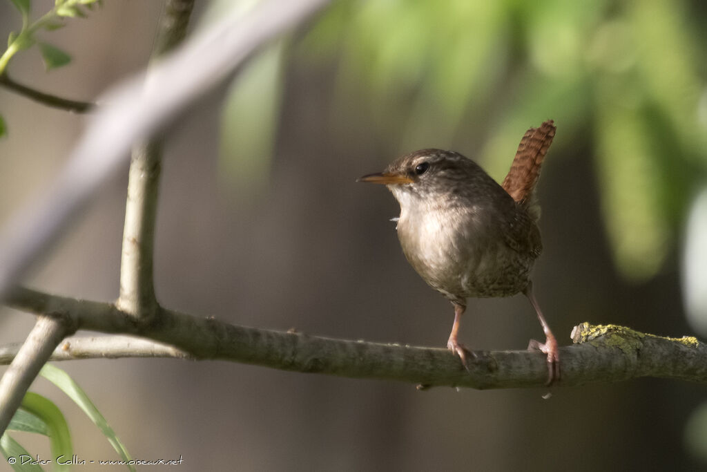 Eurasian Wrenadult, identification