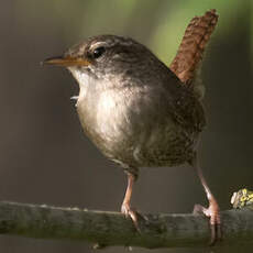 Eurasian Wren