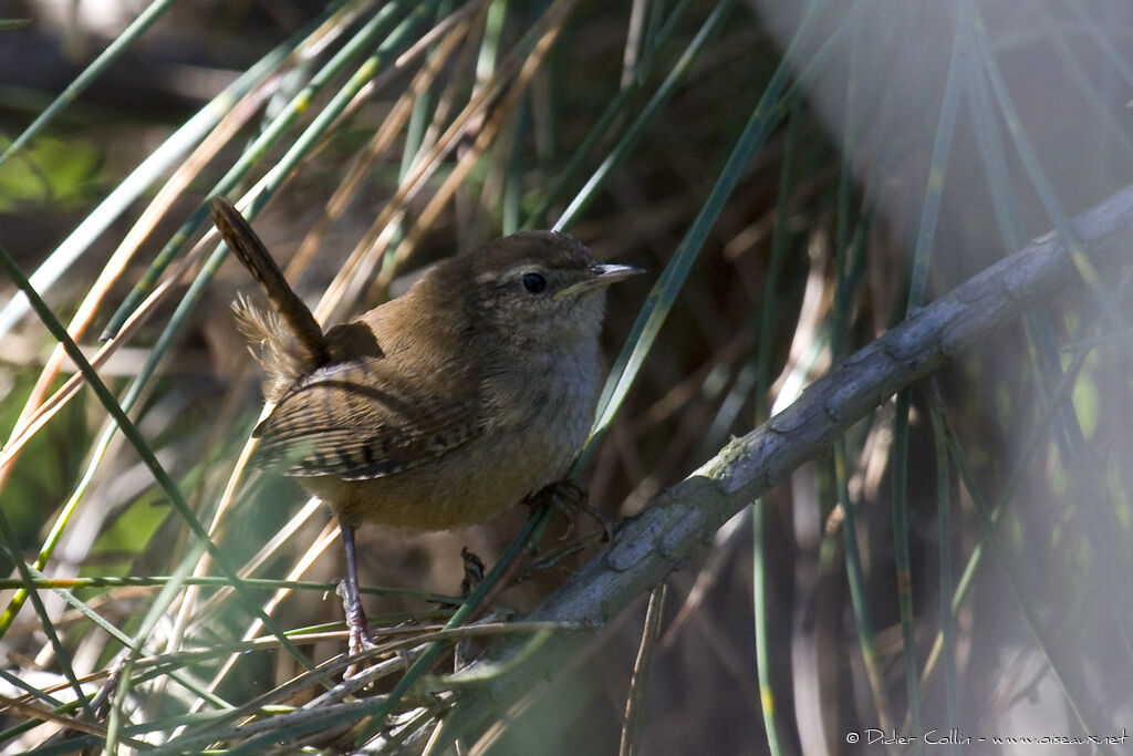 Eurasian Wren, identification