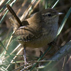 Eurasian Wren