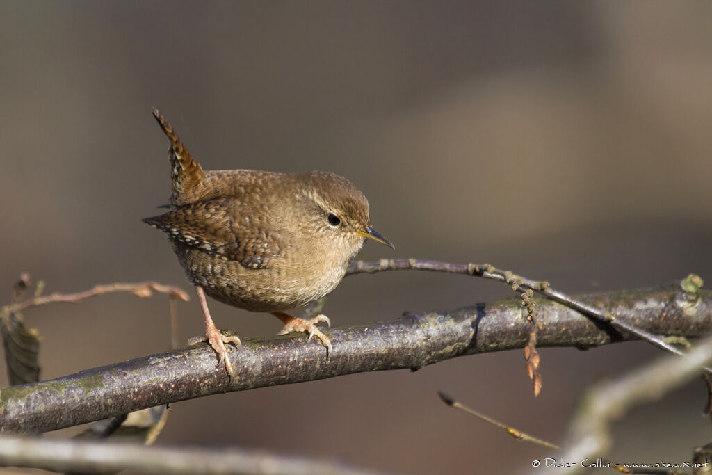 Eurasian Wren, identification