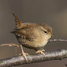 Eurasian Wren