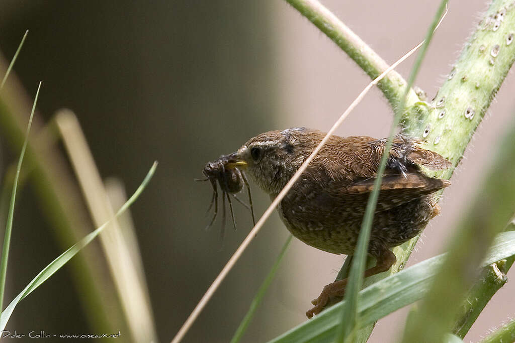 Troglodyte mignonadulte, régime, mange