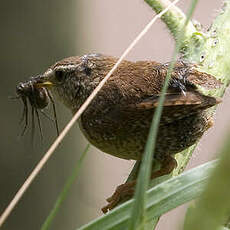 Eurasian Wren