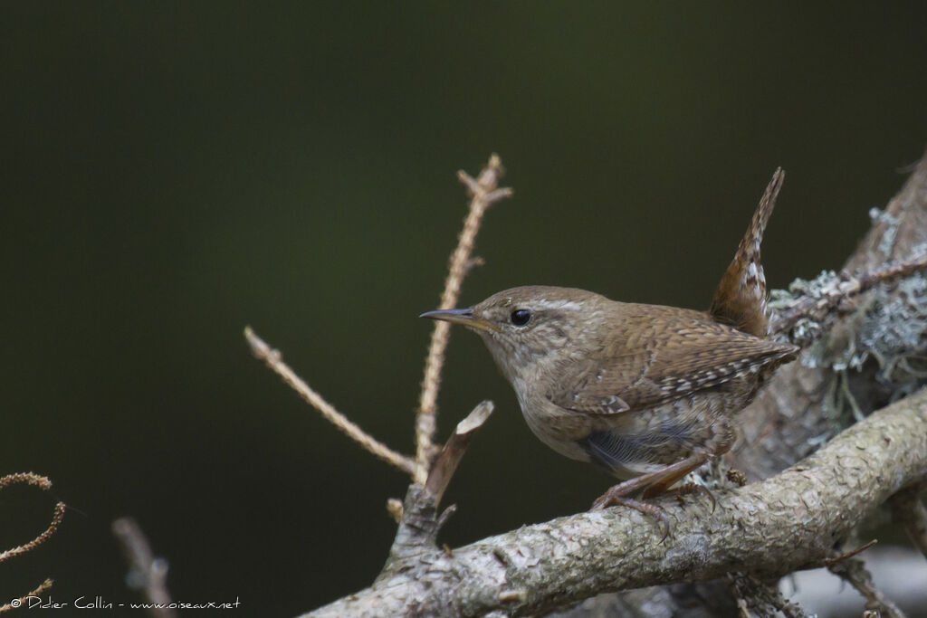 Eurasian Wrenadult, identification