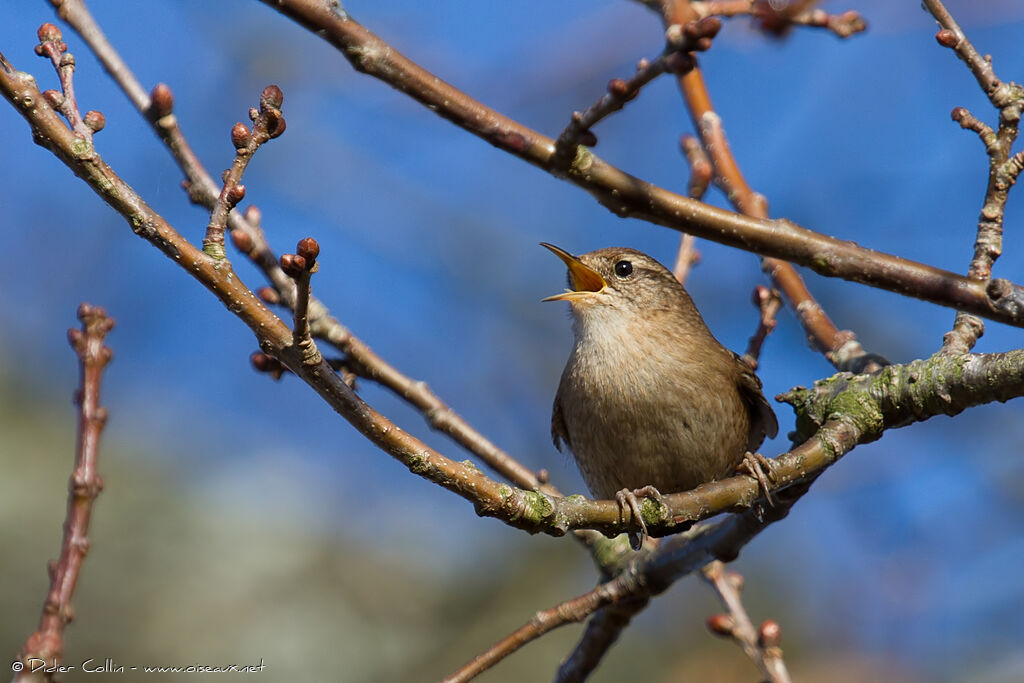 Eurasian Wren, song