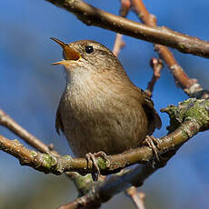 Eurasian Wren