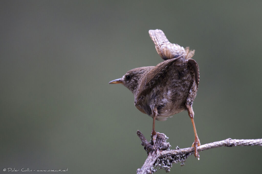 Eurasian Wrenadult