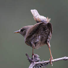 Eurasian Wren