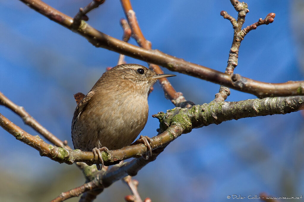 Eurasian Wren