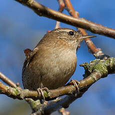 Eurasian Wren