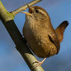 Eurasian Wren