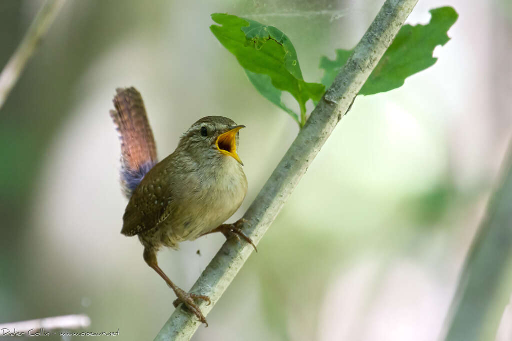 Eurasian Wrenadult post breeding, song