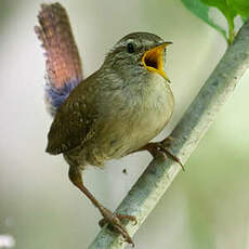 Eurasian Wren