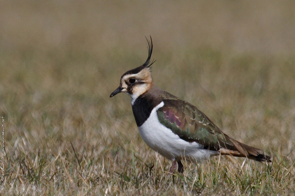 Vanneau huppéadulte, identification