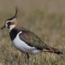 Northern Lapwing