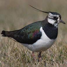 Northern Lapwing