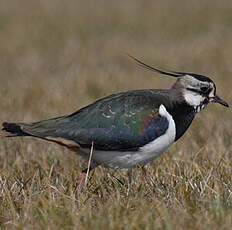 Northern Lapwing