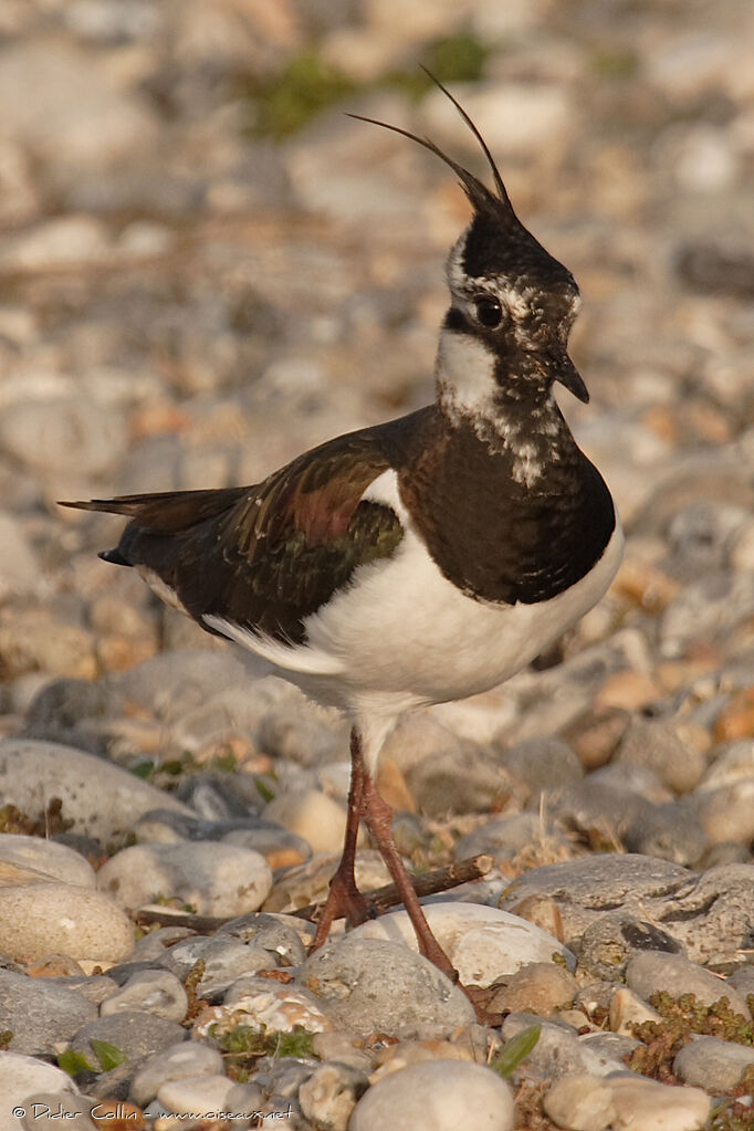 Northern Lapwing