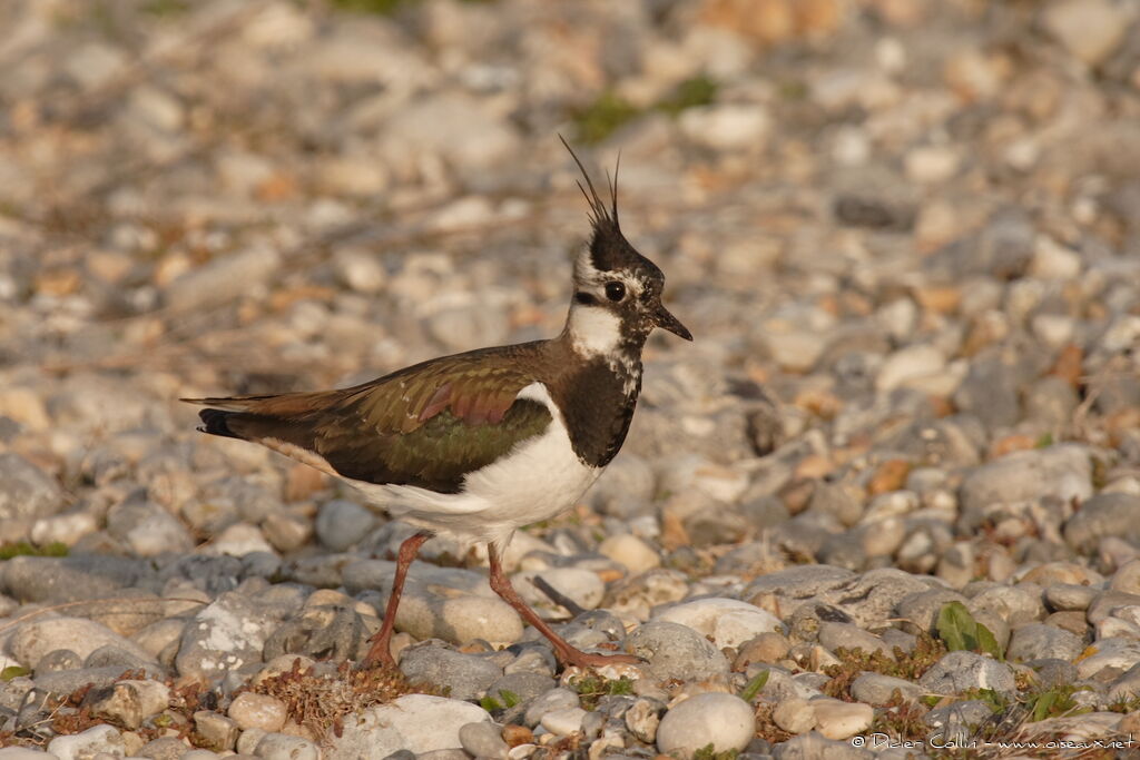 Northern Lapwing