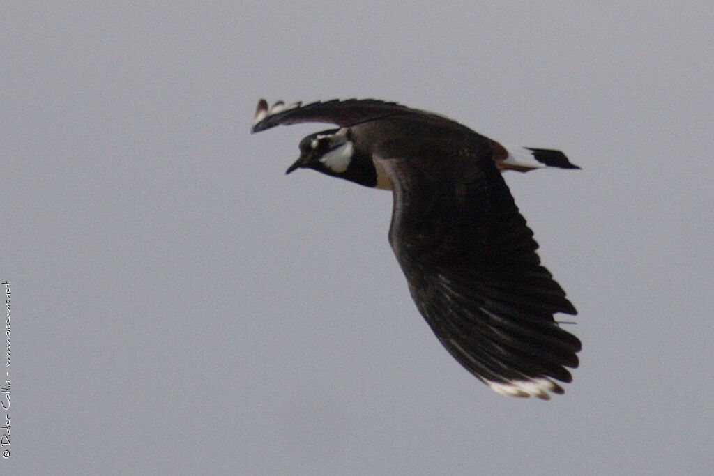 Northern Lapwingadult