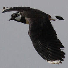 Northern Lapwing