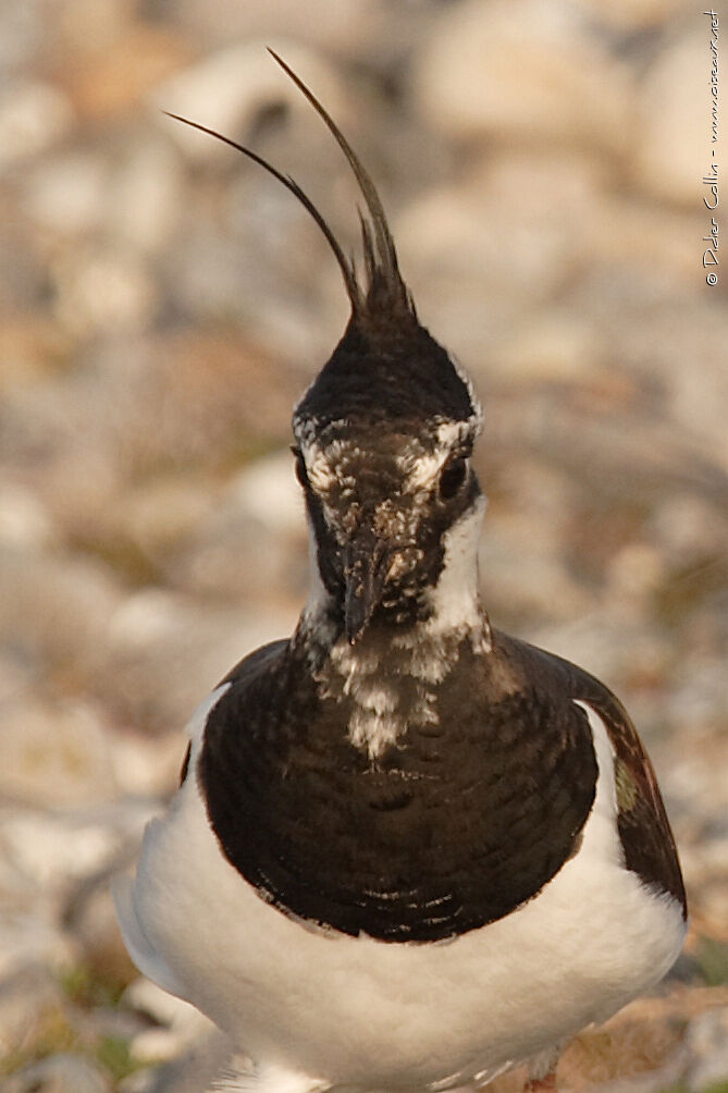 Northern Lapwing