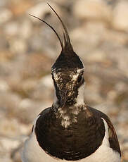 Northern Lapwing