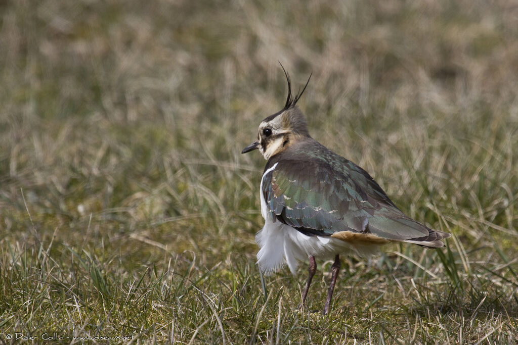 Northern Lapwingadult post breeding