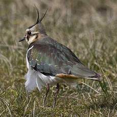 Northern Lapwing