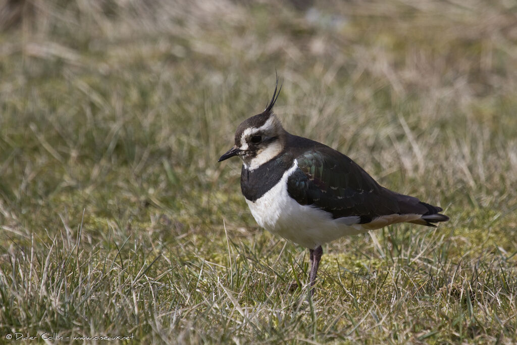 Vanneau huppéadulte internuptial, identification