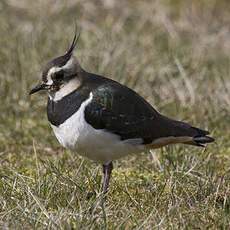 Northern Lapwing