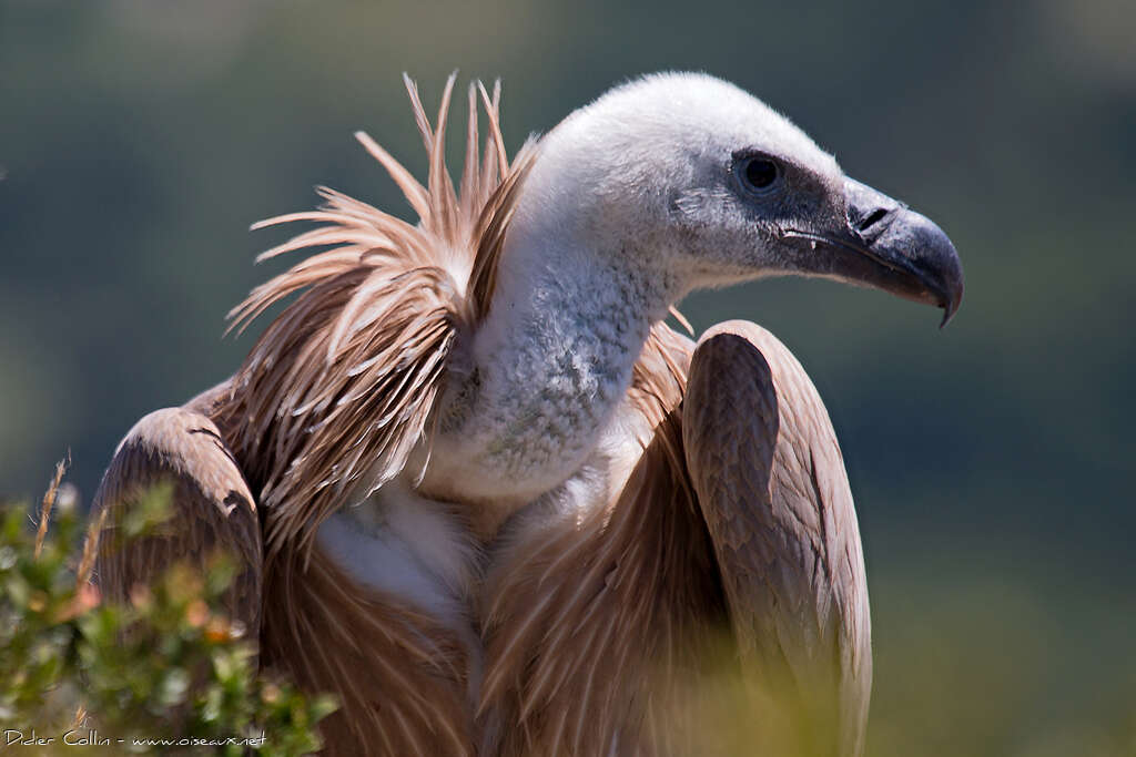 Griffon Vulturejuvenile, close-up portrait