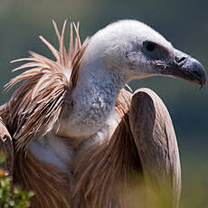 Griffon Vulture