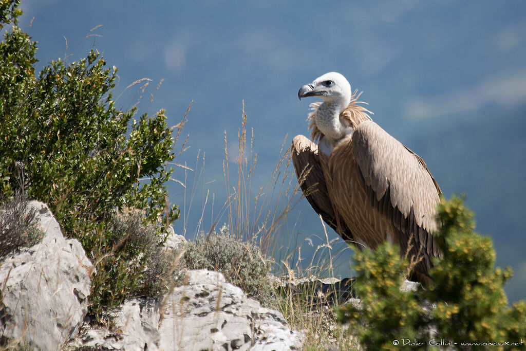 Griffon Vultureimmature, identification