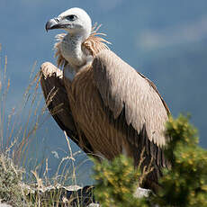 Griffon Vulture