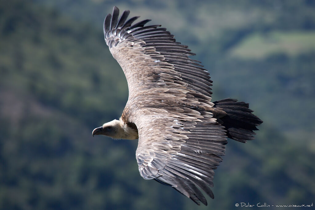 Vautour fauveimmature, Vol