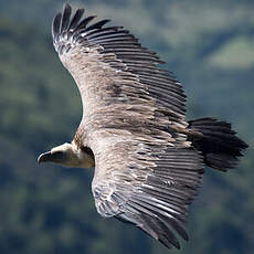 Griffon Vulture