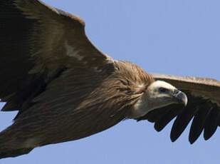 Griffon Vulture