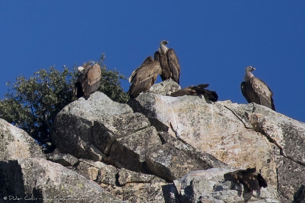 Griffon Vulture