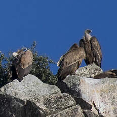 Griffon Vulture